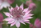 Isotähtiputki Astrantia major 'Roma' (kuva: Avetarer)