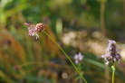 Hietalaukan (Allium vineale) nuput ovat
pienenä, tiiviinä pallona. Kuva: Saila Routio.