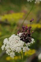 Käärmeenlaukan (Allium scorodoprasum)
dramaattinen tummuus korostuu valkokukkaisen rikkaporkkanan (Daucus
carota) kyljessä. Kuva: Saila Routio.