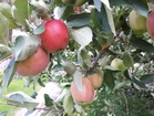 Omenapuista on paljon hyötyä ja iloa pihapiirissä, mutta satoisina vuosina ne tuottavat myös paljon jätettä, joka on kuitenkin hyödynnettävissä.