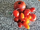 Päivän eri aterioihin sopivat kotimaassa viljeltävät: lihaisa pihvitomaatti, peruspyöreät klassikkotomaatit, keltaiset pisaratomaatit, punaiset kirsikkatomaatit ja Flavorino-cocktailtomaatit. (Kuva: Timo Taulavuori)  
