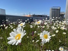 Helsingin Jätkäsaaren Vihreistä vihrein-kattopuutarha  lisää luonnon biodiversiteettiä