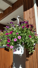 Istuta kukat altakasteluamppeliin, jossa on reilu vesitila. Amppelit ovat suosittuja, mutta muutoin vaikeimmin loman aikana kasteltavia.