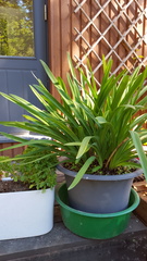 Isojen ruukkukasvien vedensaanti varmistuu lyhyen loman ajaksi, kun ne kastellaan kunnolla ja ne laitetaan pesuvatiin, joka täytetään noin viiden sentin korkeudelta vedellä.