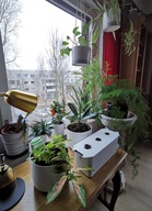 Kevät on parasta aikaa aloittaa hyötyviljely ja viherkasvien kasvatus.