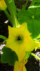 Kurpitsat kukkivat yleensä runsaasti ja ovat pölyttäjien mieleen. Myös kukat ja lehdet ovat syötäviä. Kuva Timo Taulavuori