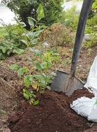 Taimien istutukseen tarvitaan elinvoimainen taimi, hyvät työvälineet ja sopivaa maanparannusmultaa sekä iloista istutusmieltä. Kuva Timo Taulavuori