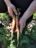 Varhaisporkkanat maistuvat sellaisenaan (kuva: Timo Taulavuori)