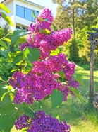 Youtube-kanavalla voi tutustua puutarhoihin etänä 5- - 31. 7., mutta silti läheltä.