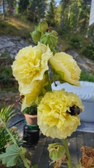 Kimalaiset kuuluvat mesipistiäisiin, jotka etsivät kukista ravintoa ja samalla pölyttävät niitä