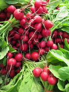 Retiisit tuovat kirpeyttä kesäruokiin (kuva: Anna-Marja Vilander)