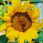 Syyskesän puutarhat kutsuvat elokuun ensimmäisenä sunnuntaina vierailijoita ja edistävät luonnon monimuotoisuutta hidastaen myös ilmastonmuutosta. Eurooppalainen yhteinen teema tapahtumille on 'Puutarhat ilmastonmuutoksessa'.