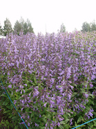 Siperianampiaisyrtti (kuva: Puutarhaliitto)