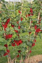 Punaherukka Punahilkka. Kuva: Saila Karhu