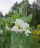 Sokeriherne Boaryd
kuva: Anne Leino