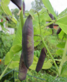 Peltoherne Inkilä (palko)
kuva: Anne Leino