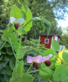 Peltoherne Inkilä
kuva: Anne Leino