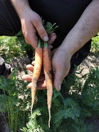 Varhaisporkkanat maistuvat sellaisenaan (kuva: Timo Taulavuori)