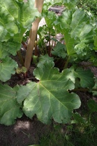 Tämä helsinkiläisestä yksityispihasta löytynyt raparperi osoittautui geneettisesti monimuotoisimmaksi. Kuva: Merja Hartikainen, Luke.