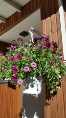 Istuta kukat altakasteluamppeliin, jossa on reilu vesitila. Amppelit ovat suosittuja, mutta muutoin vaikeimmin loman aikana kasteltavia.