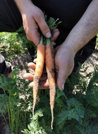 Kesäporkkanat maistuvat raakoina ja esim. grillattuina.