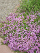 Sitruuna-ajuruoho (kuva: Puutarhaliitto)