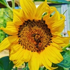 Syyskesän puutarhat kutsuvat elokuun ensimmäisenä sunnuntaina vierailijoita ja edistävät luonnon monimuotoisuutta hidastaen myös ilmastonmuutosta. Eurooppalainen yhteinen teema tapahtumille on 'Puutarhat ilmastonmuutoksessa'.