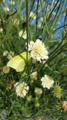 Sitruunaperhoset heräävät varhain keväällä lisääntyäkseen. Toinen sukupolvi etsii ravintoa syyskesällä muun muassa kuvan törmäkukista.