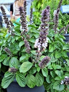 Basilika on suhteellisen helppo kasvatettava, mutta vaatii lämpimät kasvuolot. (kuva: Timo Taulavuori)